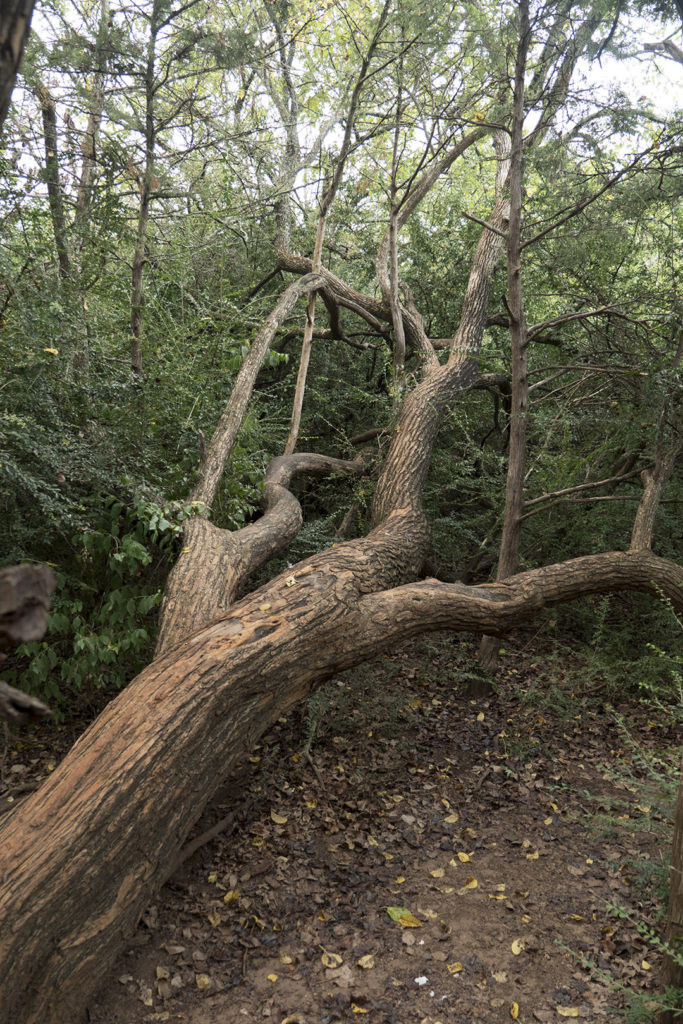 Sutton Wilderness Trail Park - photo by Dennis Spielman