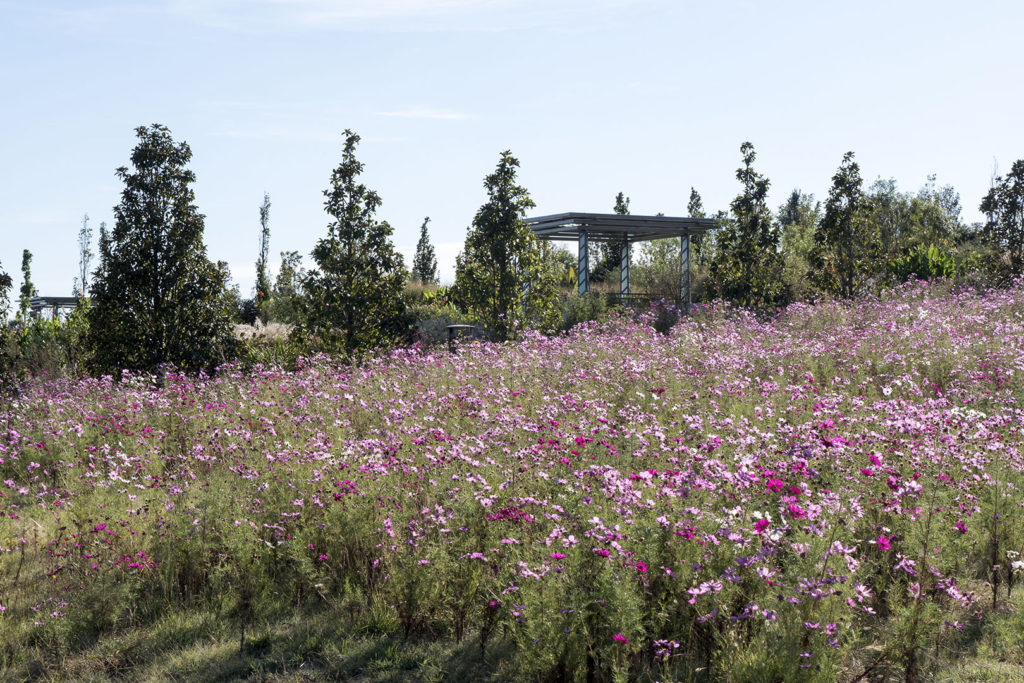 Tulsa Botanic Garden - photo by Dennis Spielman