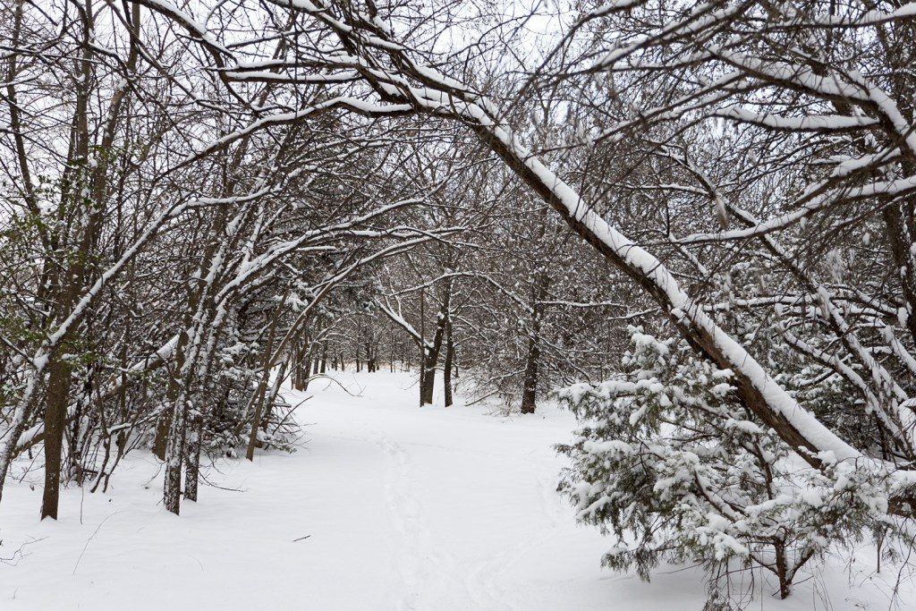 Snow at Sutton Wilderness - Photo by Dennis Spielman