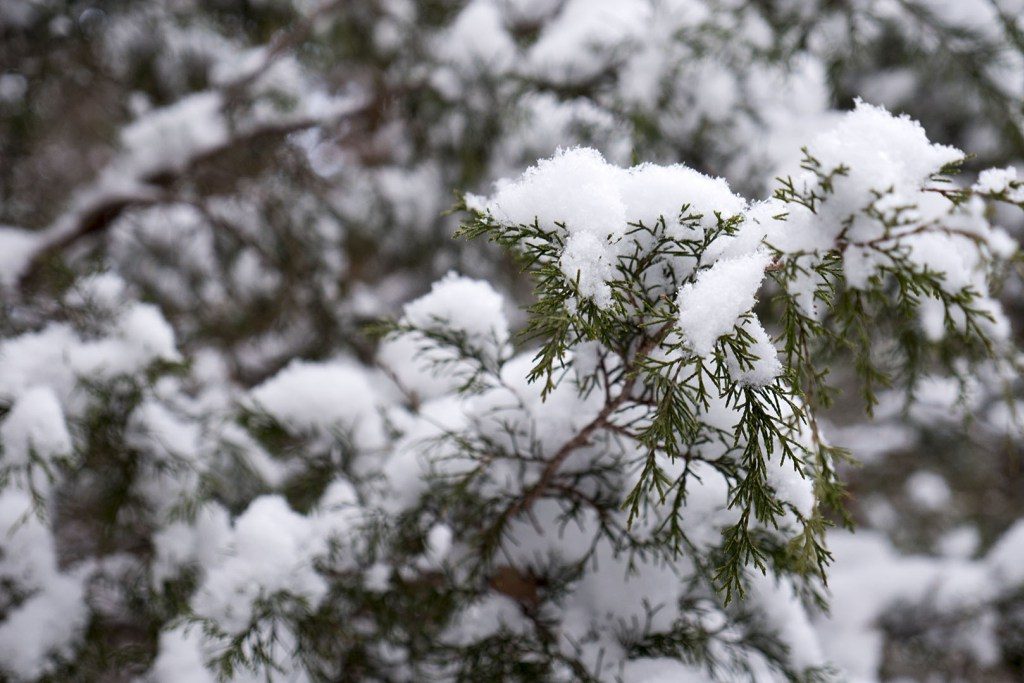 Snow at Sutton Wilderness - Photo by Dennis Spielman