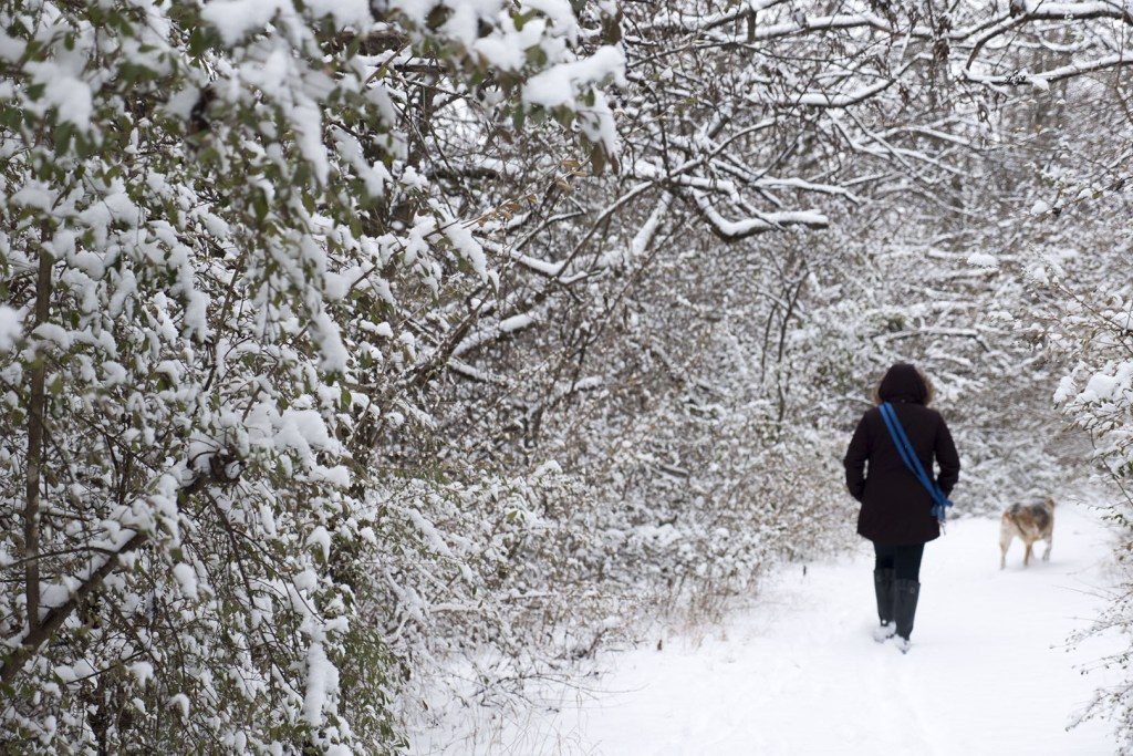 Hiking in Snowy Woods with Dog - Photo by Dennis Spielman