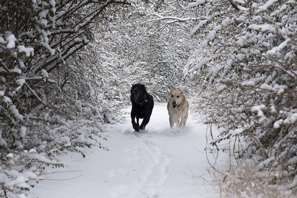 Dogs Running Together in Snowy Woods - Photo by Dennis Spielman