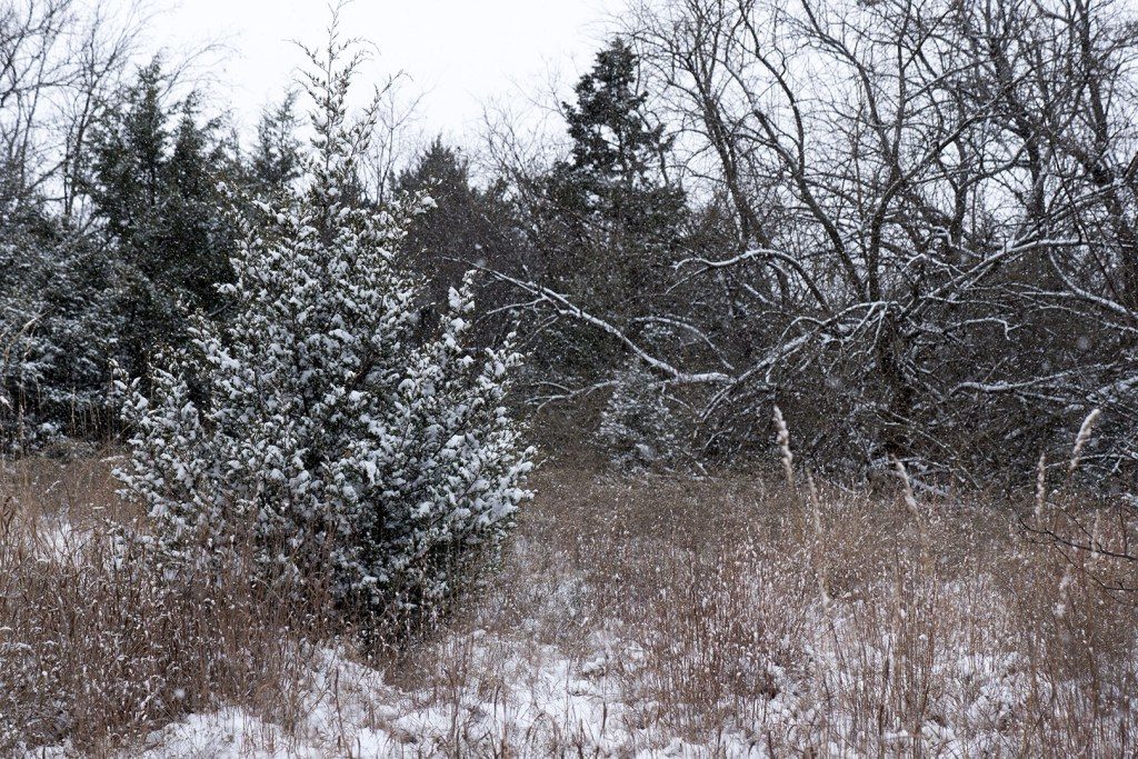 Snow at Sutton Wilderness - Photo by Dennis Spielman