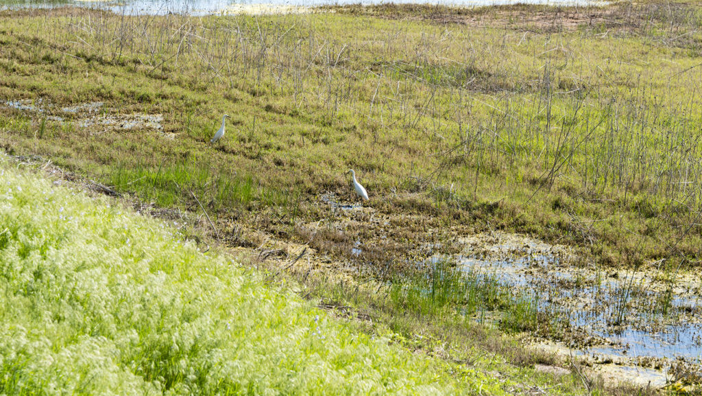 Wildlife at the Great Salt Plains State Park - photo by Dennis Spielman