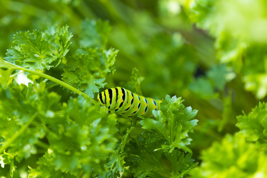 Caterpillar photo by Dennis Spielman